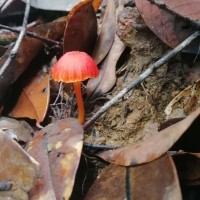 Hygrocybe sp1